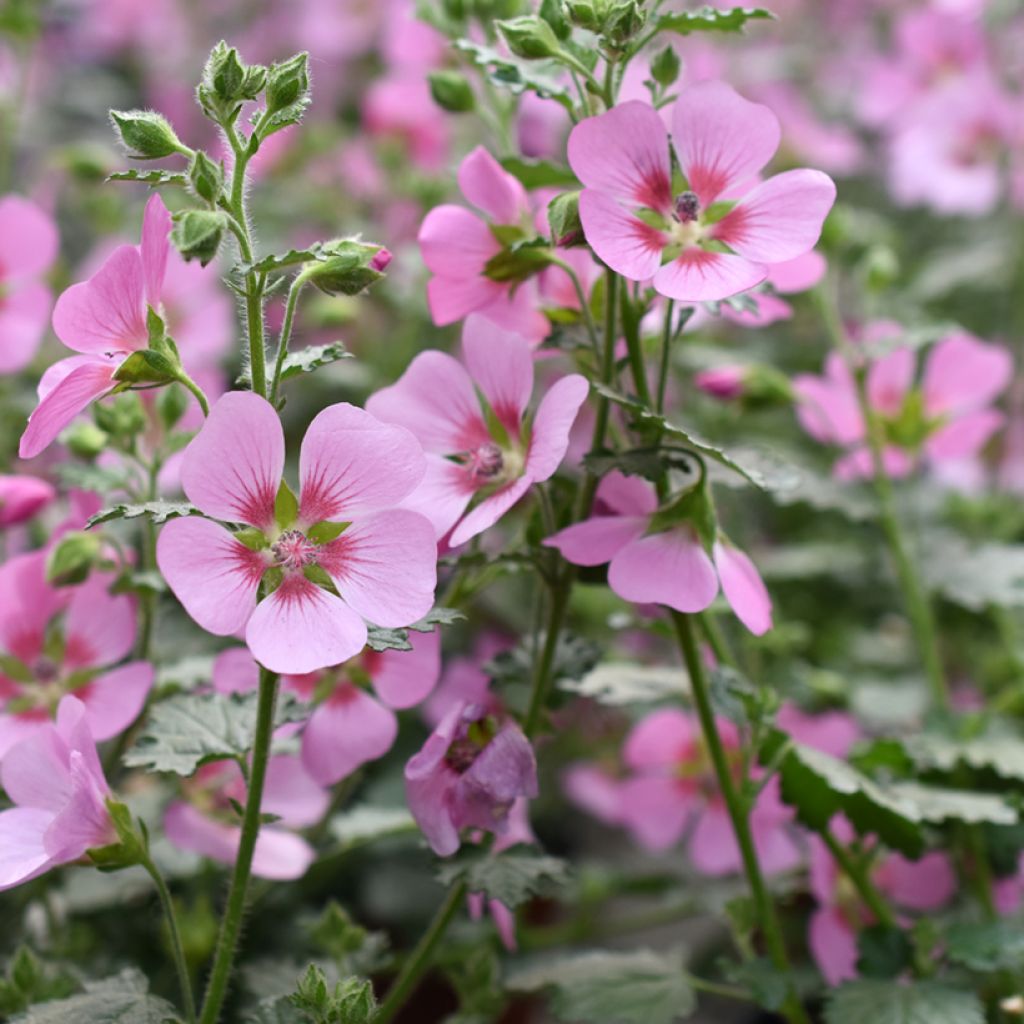 Anisodontea Lady in Pink - Anisodontea