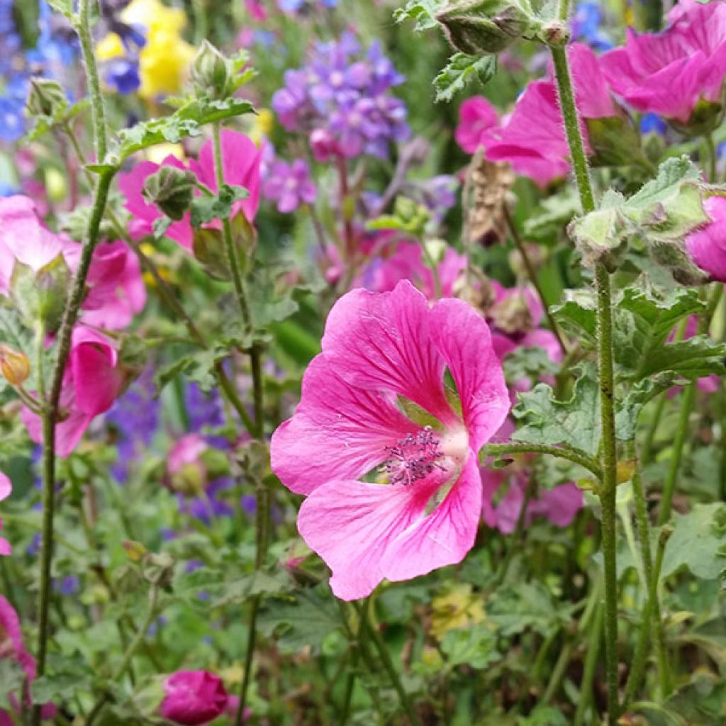 Anisodontea capensis El Rayo - Anisodontea