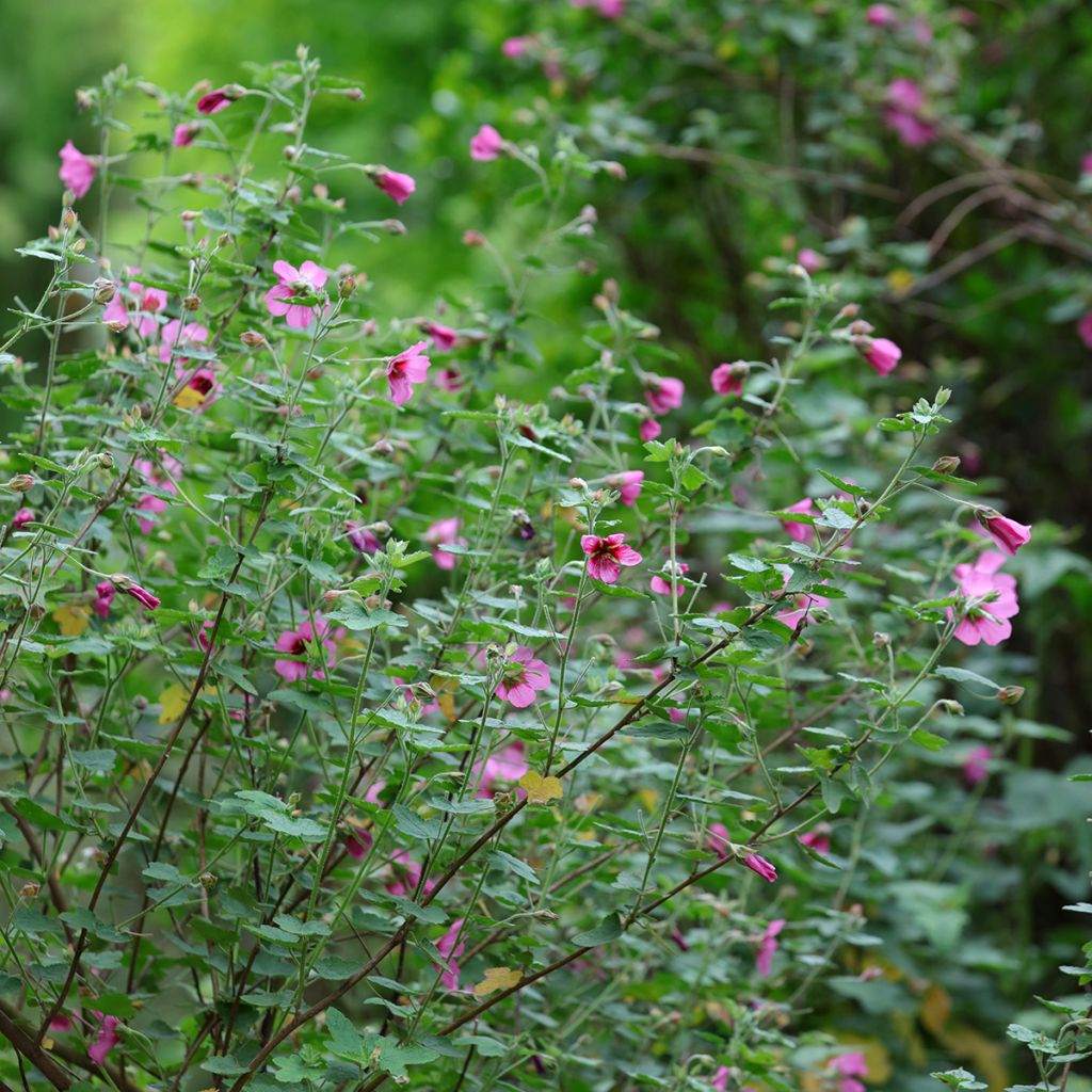 Anisodontea capensis El Rayo - Anisodontea