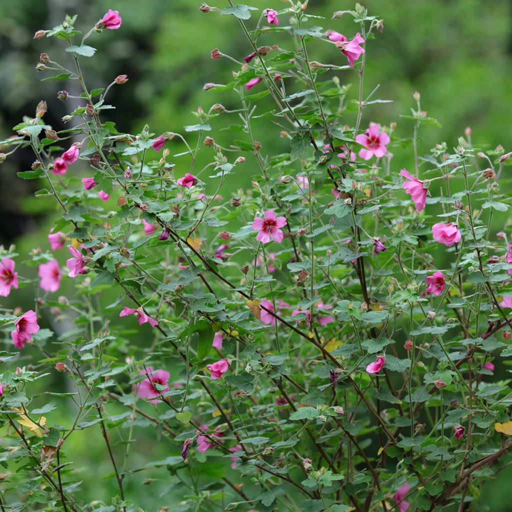 Anisodontea capensis El Rayo - Anisodontea