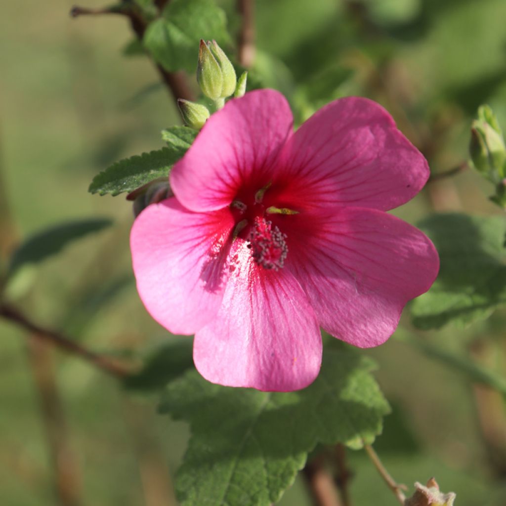 Anisodontea capensis El Rayo - Anisodontea