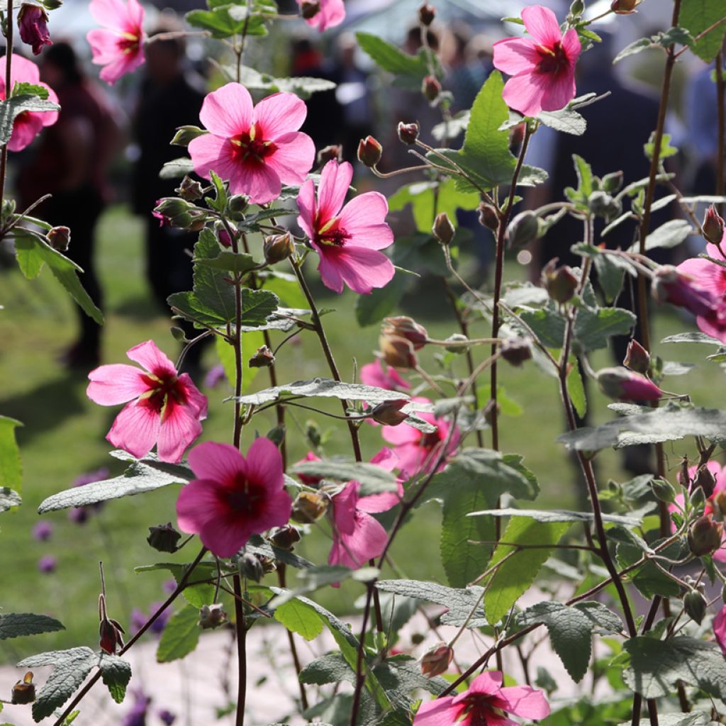 Anisodontea capensis El Rayo - Anisodontea