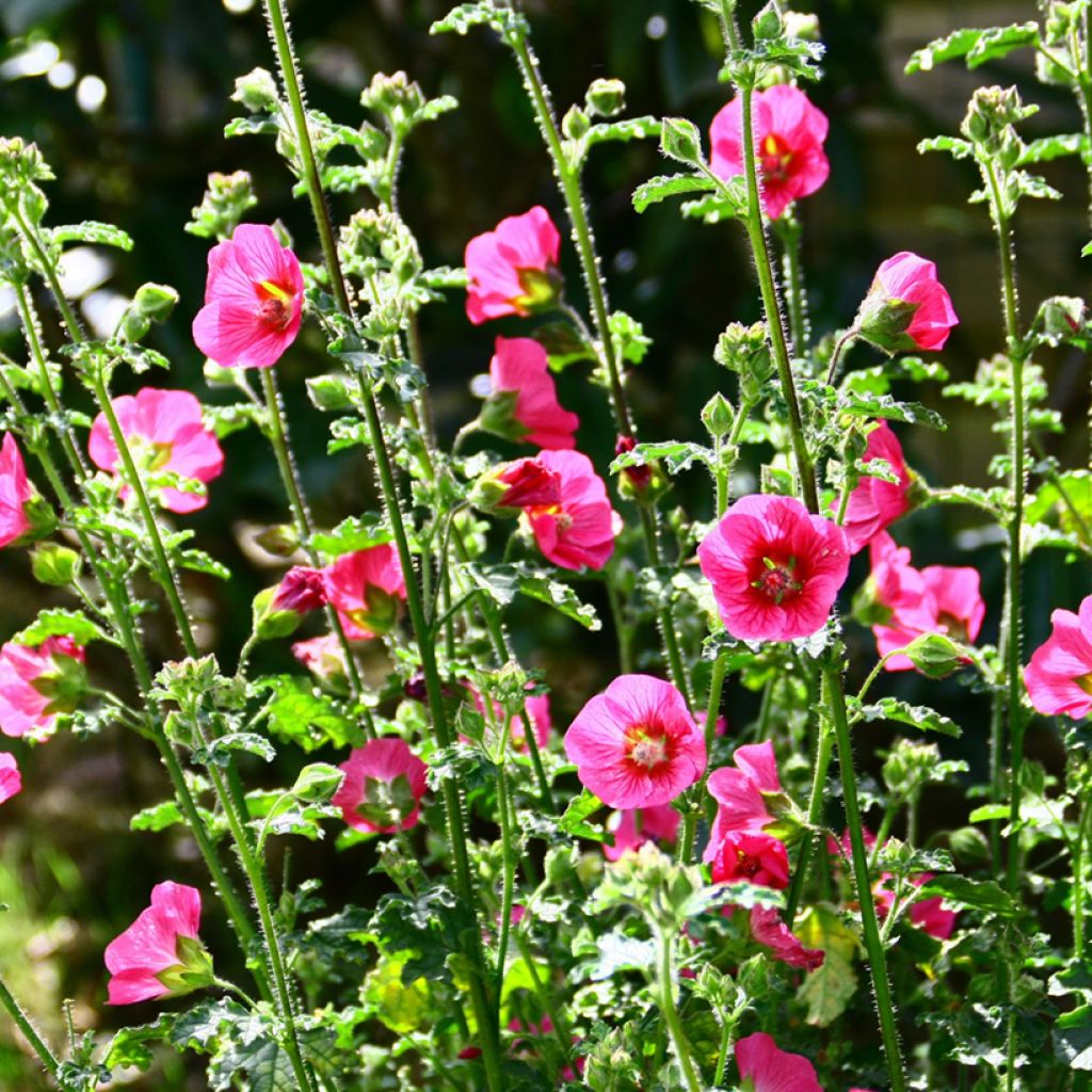 Anisodontea capensis El Rayo - Anisodontea