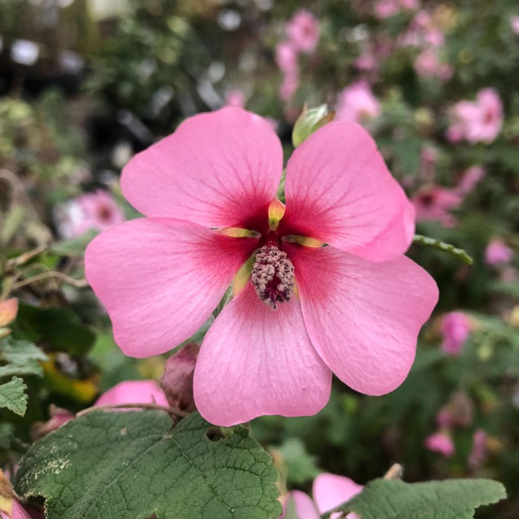 Anisodontea capensis El Rayo - Anisodontea