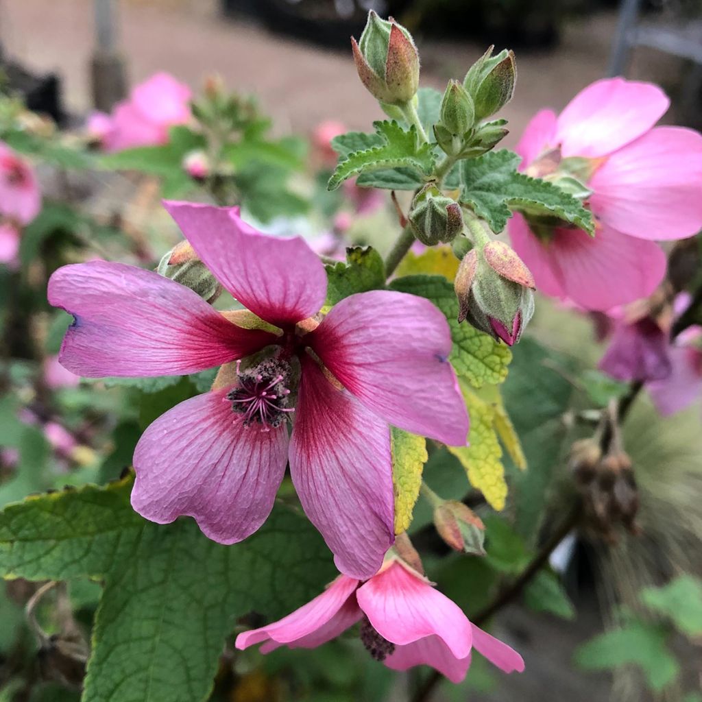 Anisodontea capensis El Rayo - Anisodontea