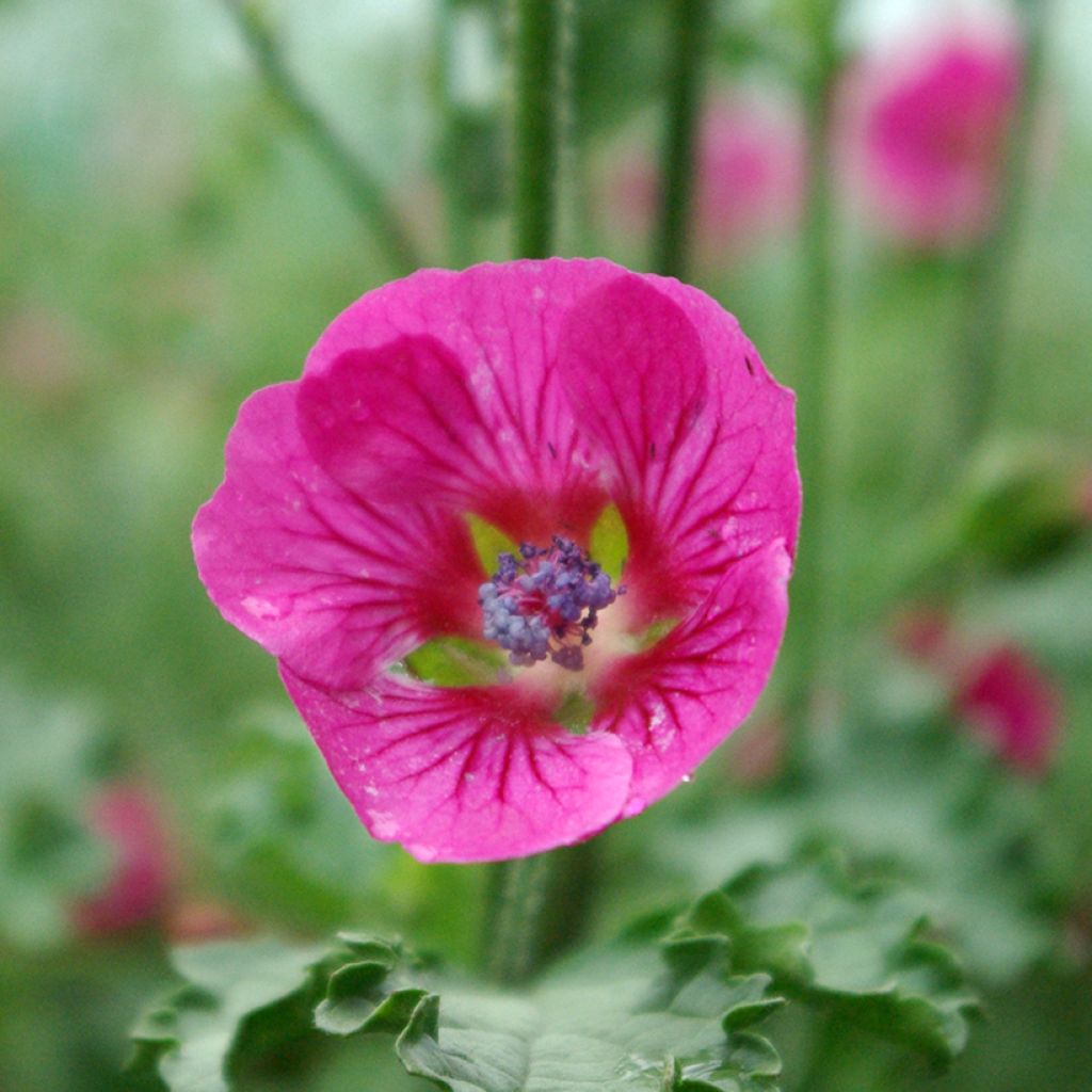 Anisodontea scabrosa Large Red - Anisodontea