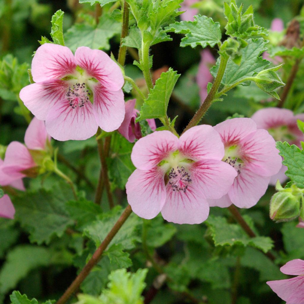 Anisodontea scabrosa Miss Pinky - Anisodontea