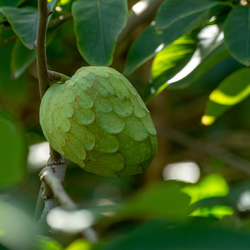 Annona cherimola - Chérimolier