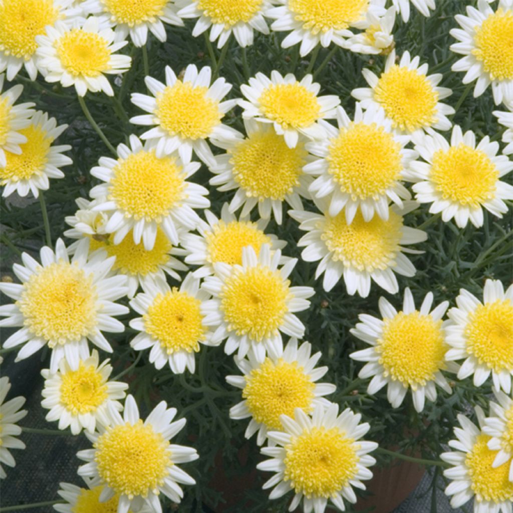 Kanarische Strauch-Margerite Daisy Crazy Sole Mio - Argyranthemum frutescens