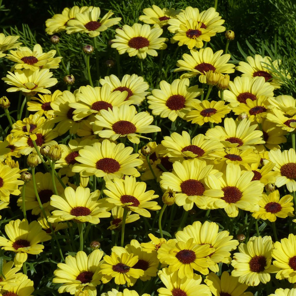 Kanarische Strauch-Margerite Grandaisy Gold - Argyranthemum