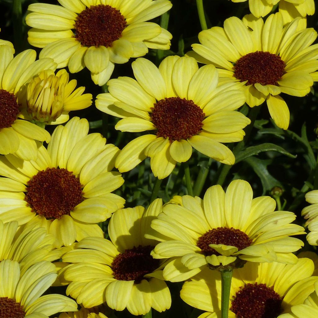 Anthémis Grandaisy Bright Yellow - Argyranthemum