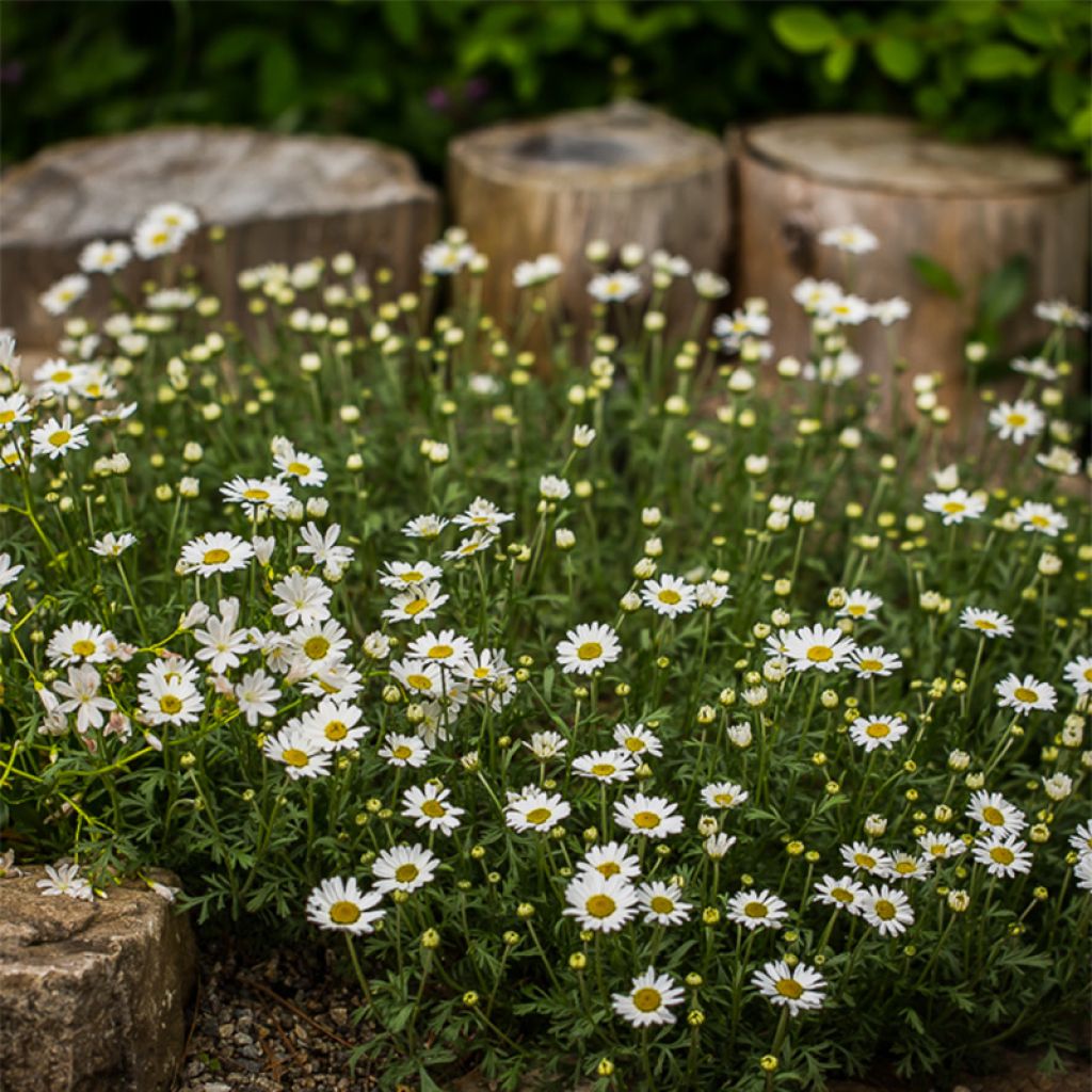 Anthemis carpatica Karpatenschnee - Camomille des monts Carpates Karpatenschnee