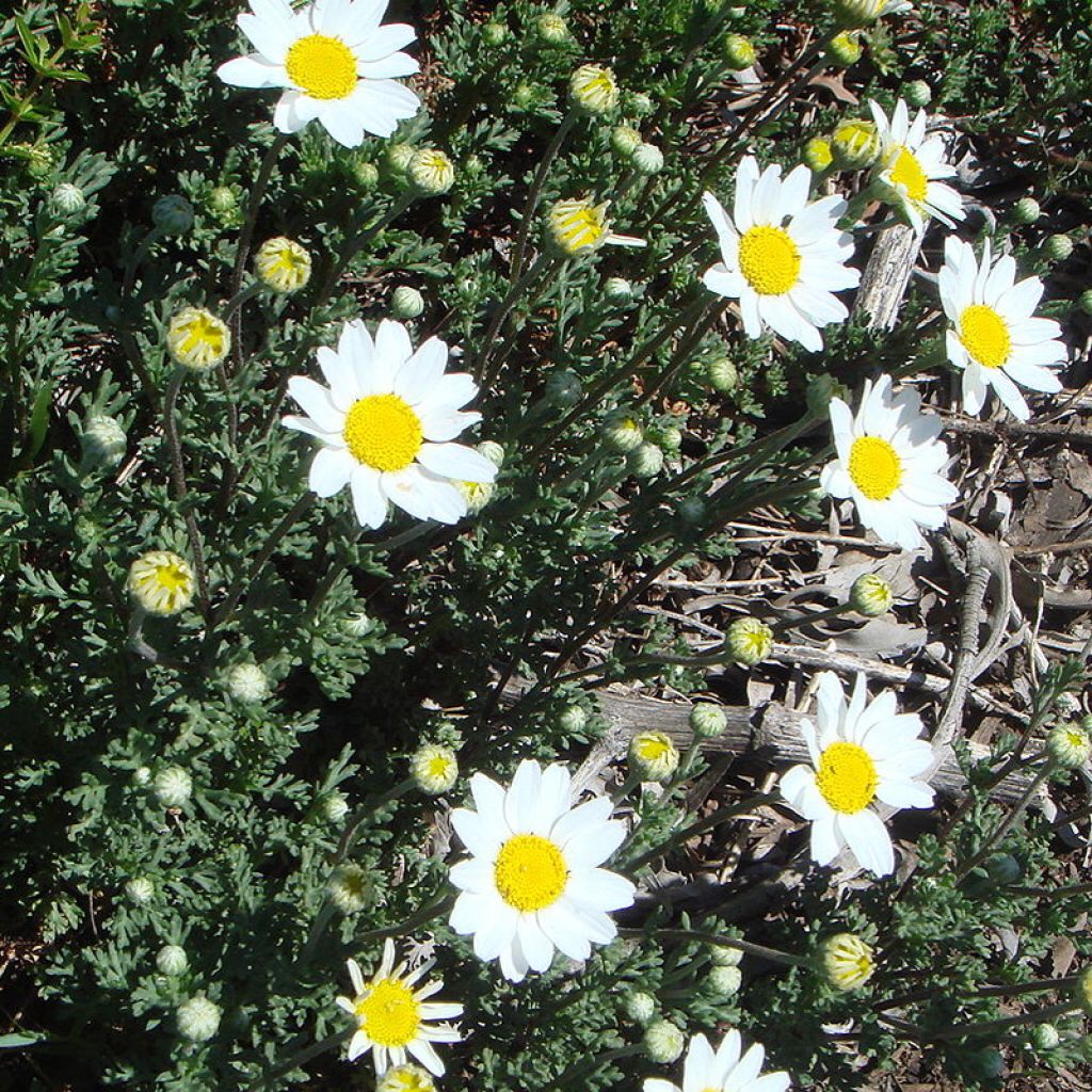 Anthemis punctata subsp. cupaniana - Hundskamille