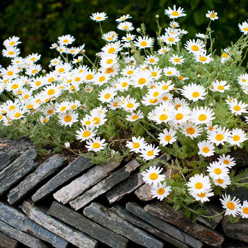 Anthemis punctata subsp. cupaniana - Hundskamille