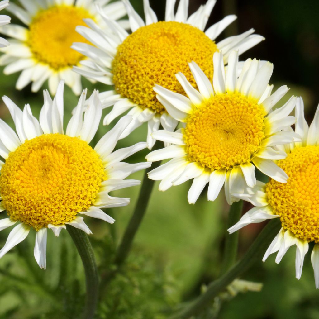 Anthemis punctata subsp. cupaniana - Hundskamille