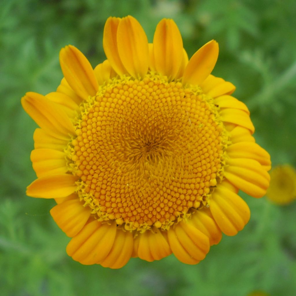 Anthemis sancti-johannis - Anthémis de la Saint-Jean