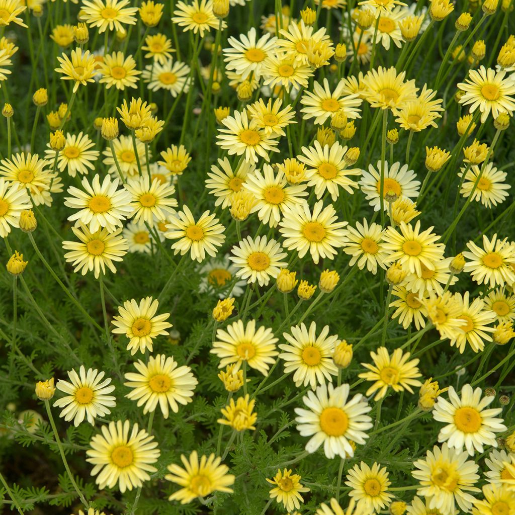 Anthemis tinctoria E.C. Buxton - Färber-Hundskamille