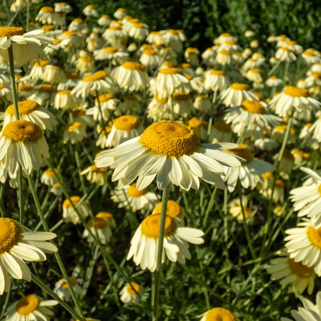 Anthemis tinctoria E.C. Buxton - Färber-Hundskamille