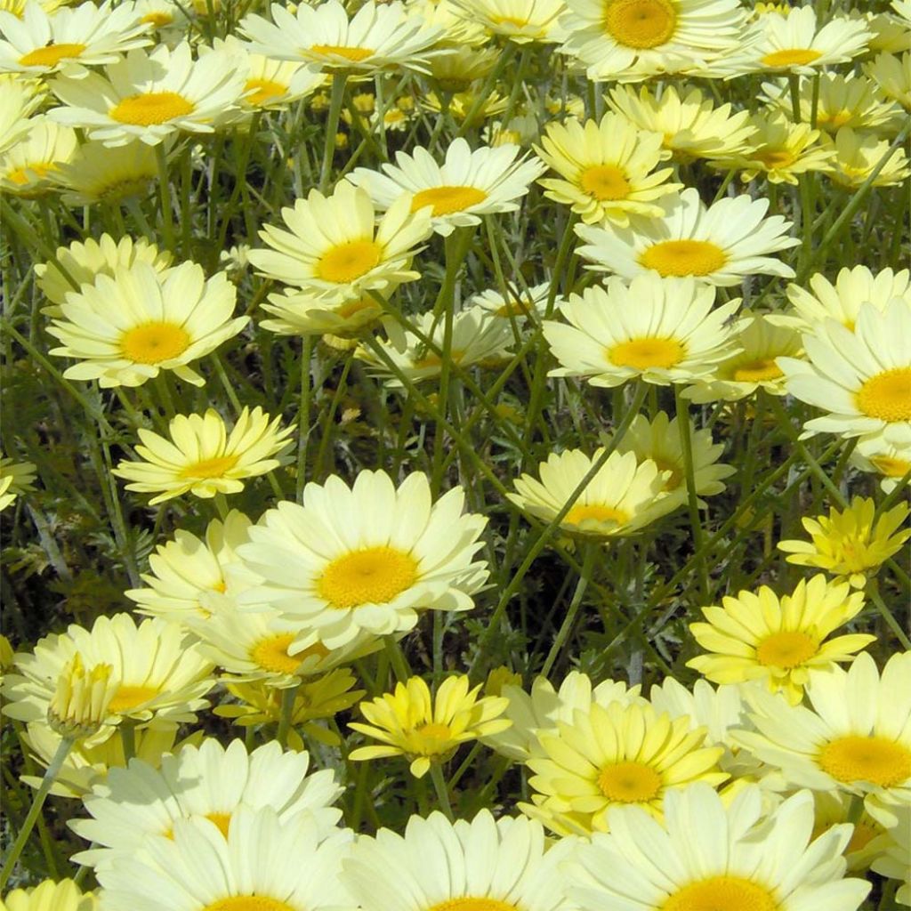 Anthemis tinctoria E.C. Buxton - Färber-Hundskamille