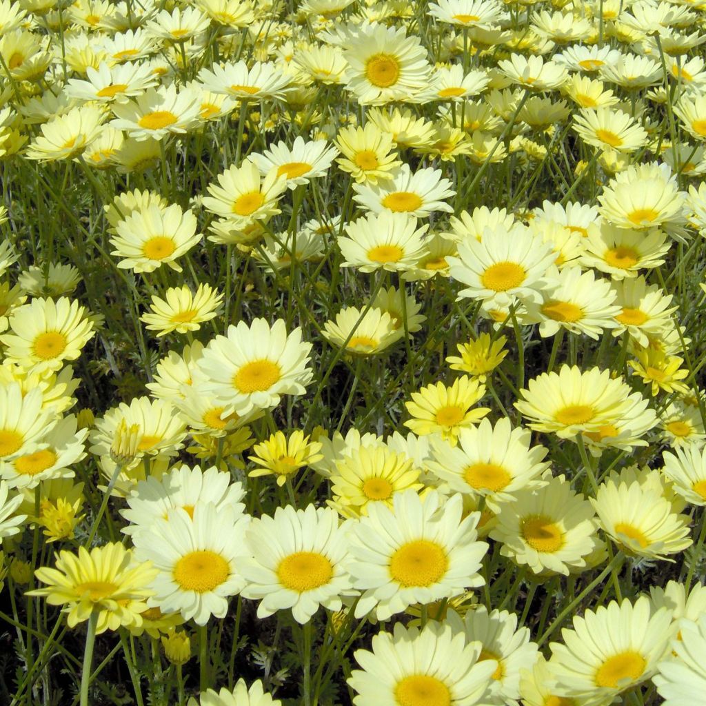 Anthemis tinctoria E.C. Buxton - Fausse Camomille