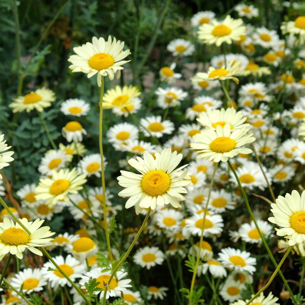 Anthemis tinctoria Sauce Hollandaise - Färber-Hundskamille