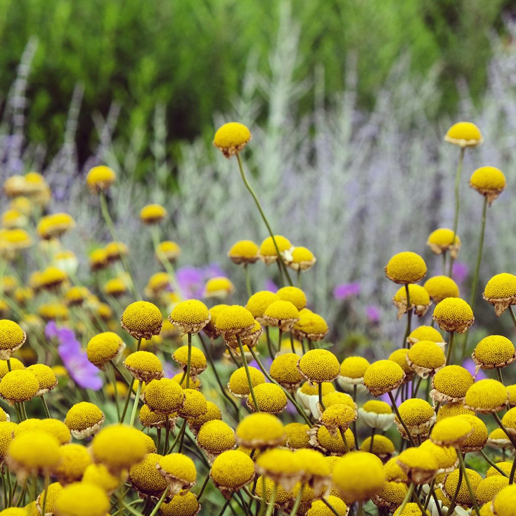 Anthemis tinctoria Sauce Hollandaise - Färber-Hundskamille