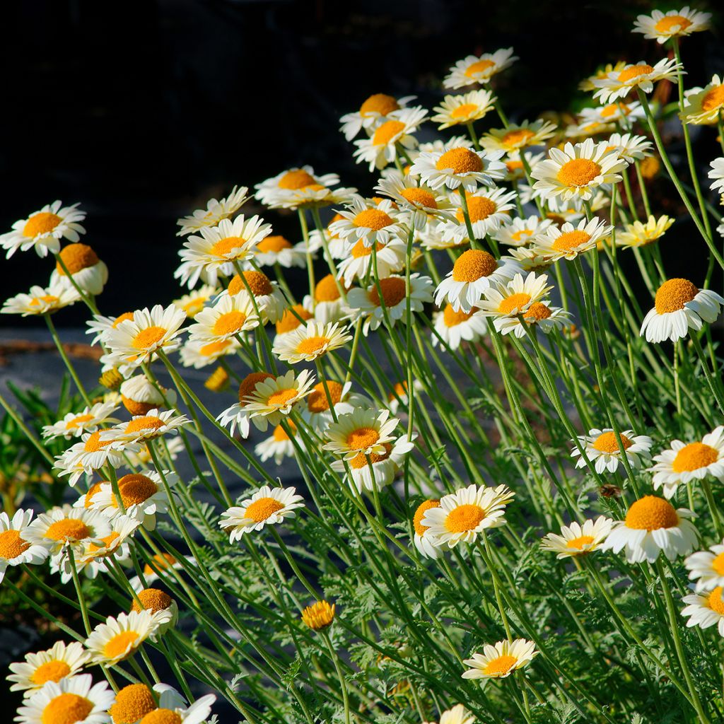 Anthemis tinctoria Sauce Hollandaise - Färber-Hundskamille