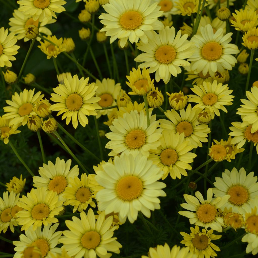 Anthemis tinctoria Wargrave Variety - Camomille des teinturiers 