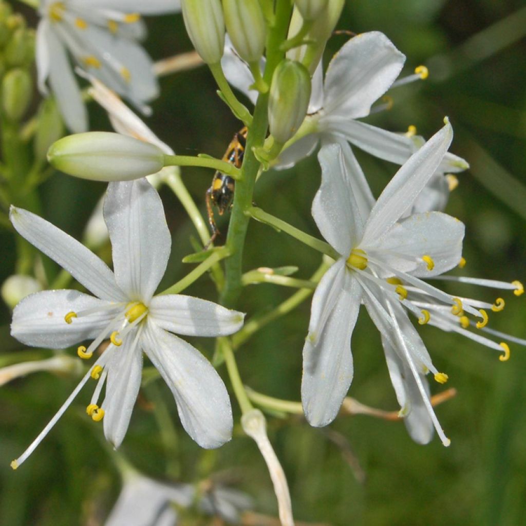 Anthericum ramosum - Ästige Graslilie