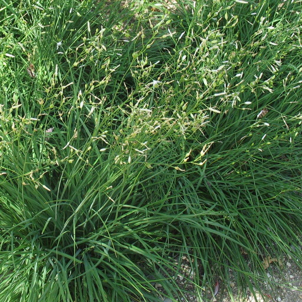 Anthericum ramosum, Phalengère