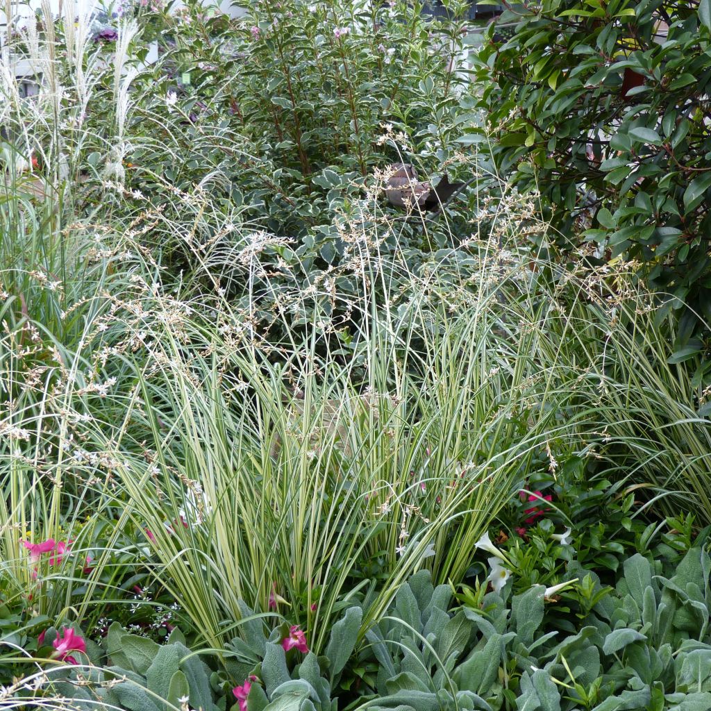 Anthericum saundersiae Starlight - Chlorophytum panaché