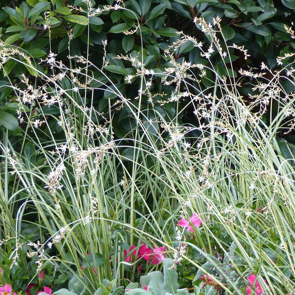 Anthericum  saundersiae Starlight - Chlorophytum panaché