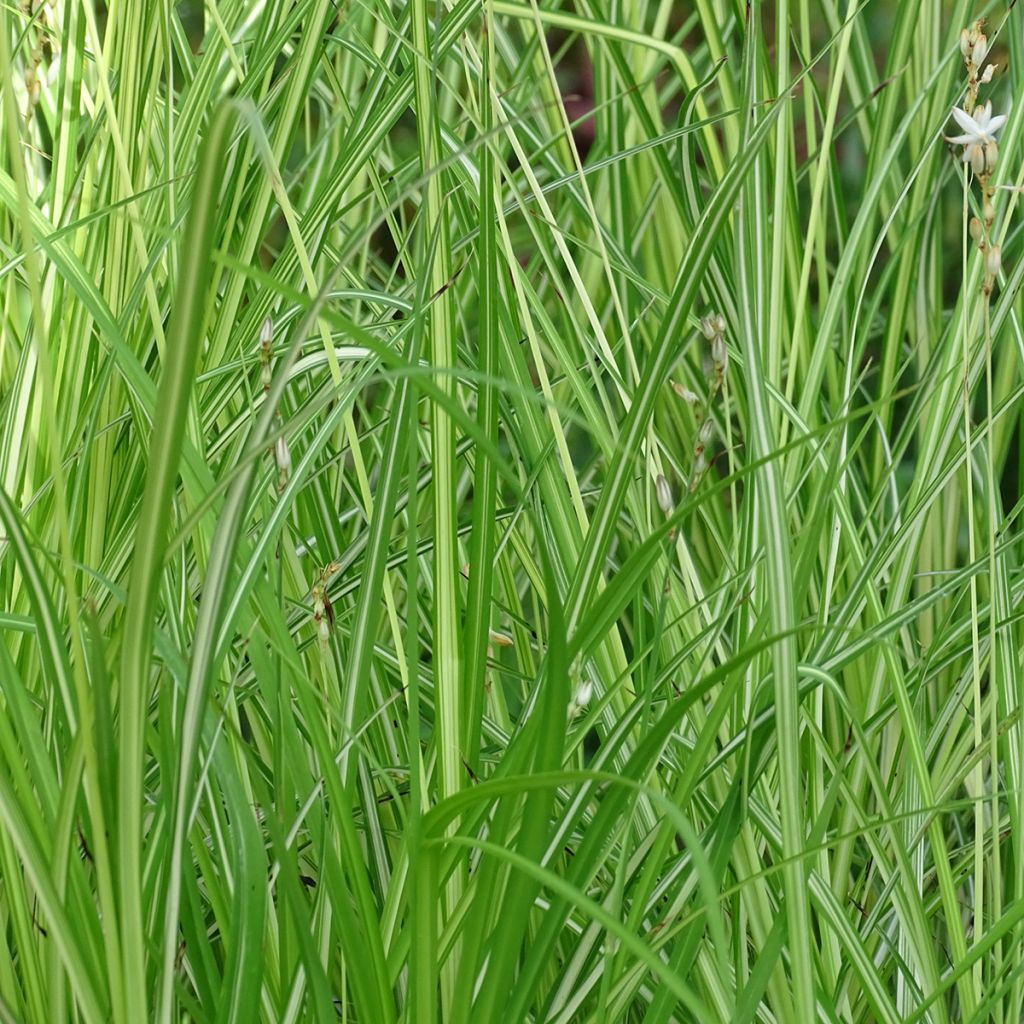 Anthericum  saundersiae Starlight - Chlorophytum panaché