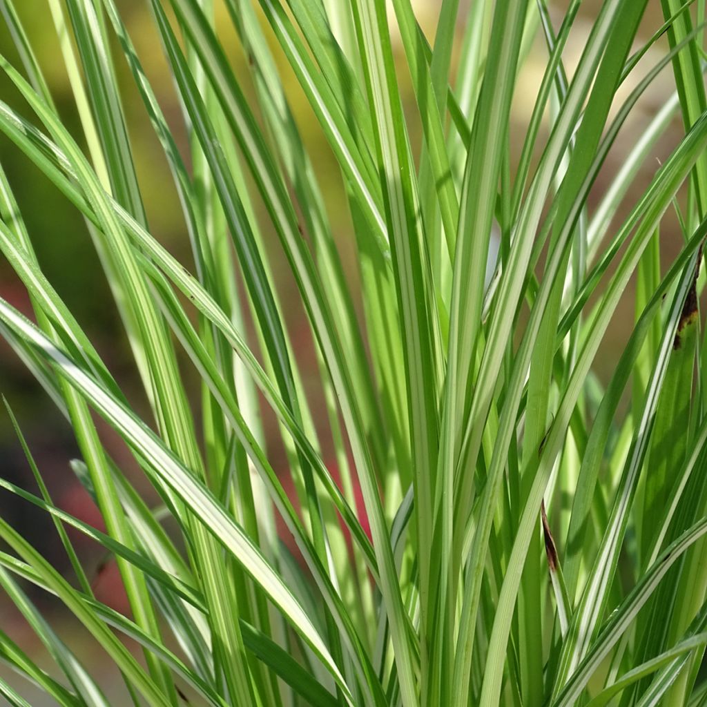 Anthericum  saundersiae Starlight - Chlorophytum panaché