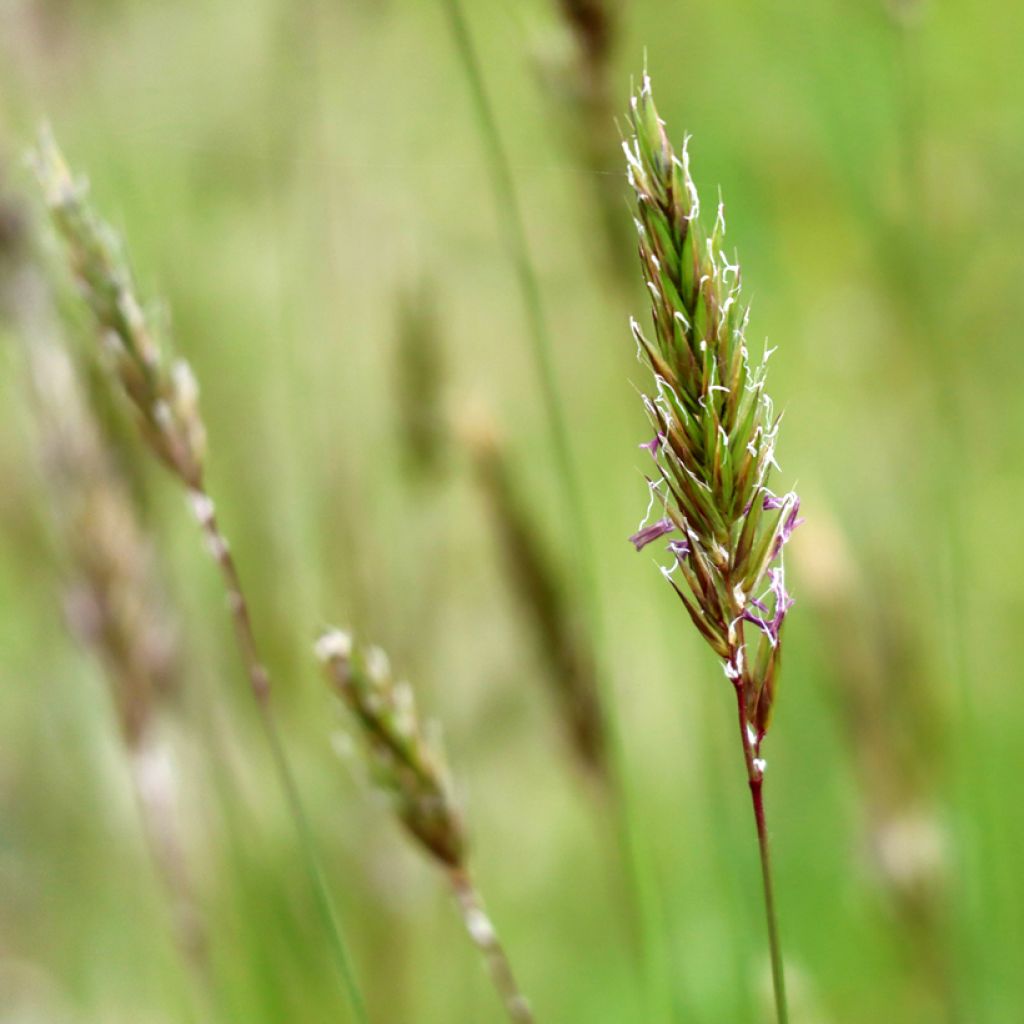 Anthoxanthum odoratum - Flouve odorante