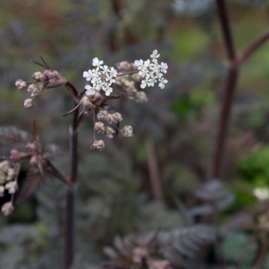 Cerfeuil sauvage - Anthriscus sylvestris Ravenswing