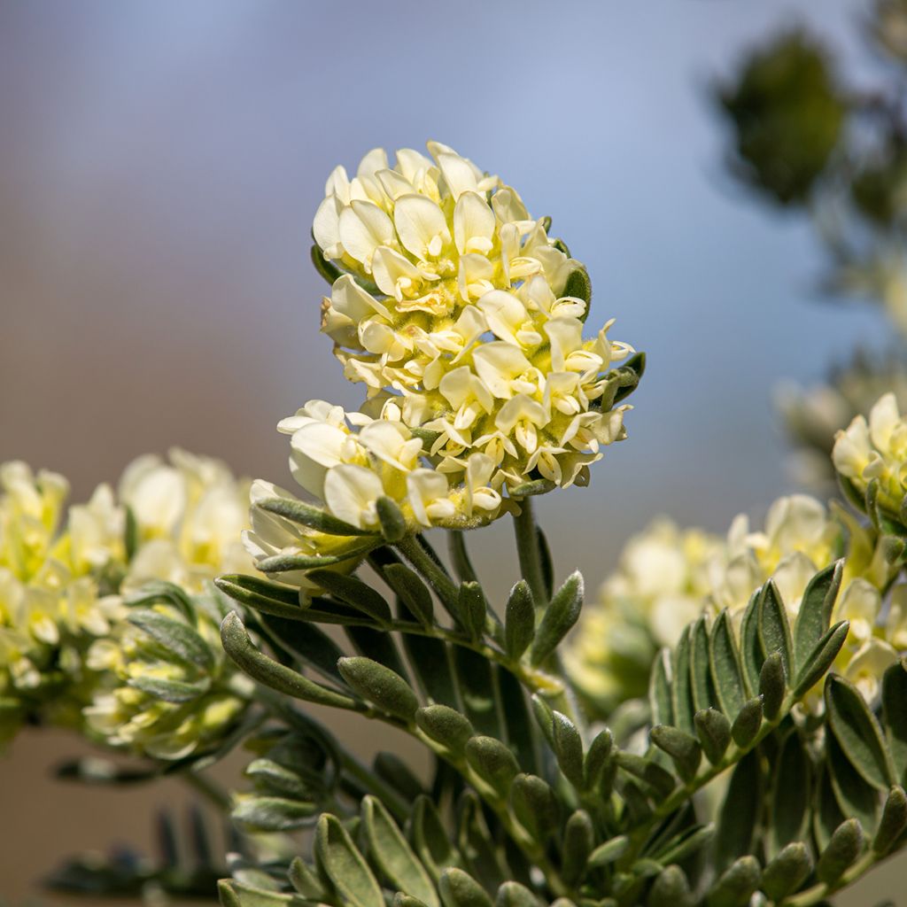 Anthyllis barba-jovis - Jupiterbart