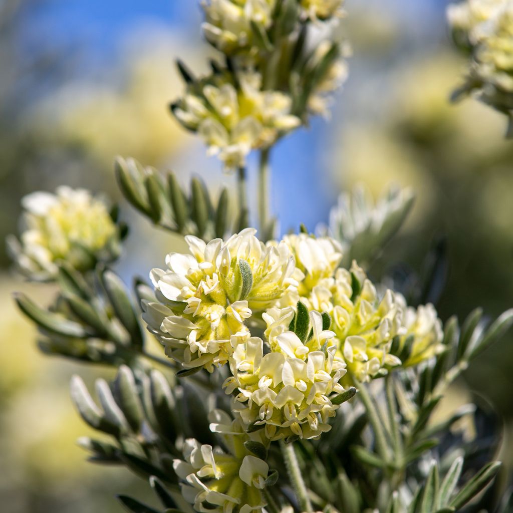 Anthyllis barba-jovis - Jupiterbart