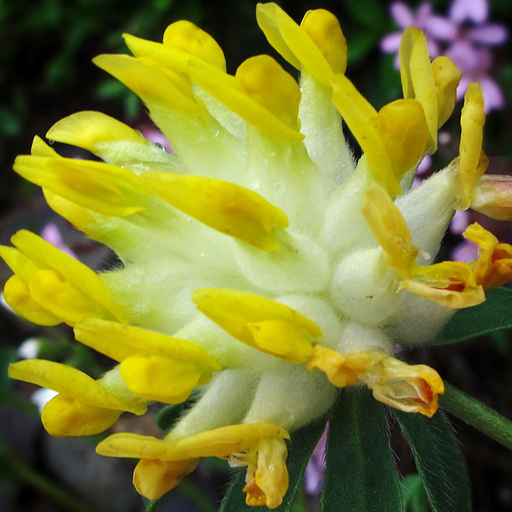 Anthyllis vulneraria - Gewöhnlicher Wundklee