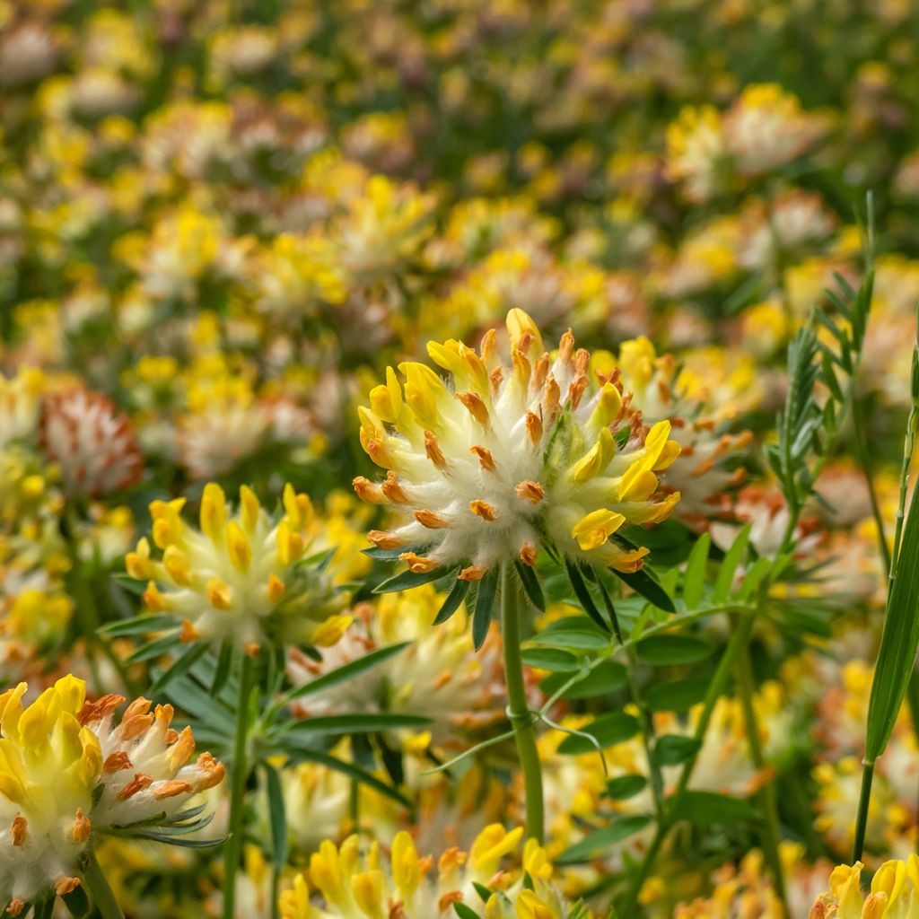 Anthyllis vulneraria - Gewöhnlicher Wundklee