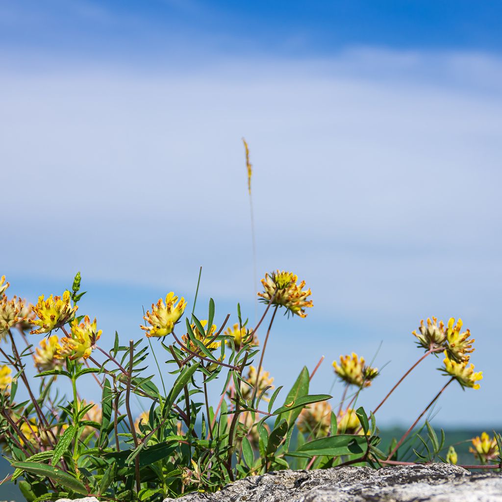 Anthyllis vulneraria - Gewöhnlicher Wundklee