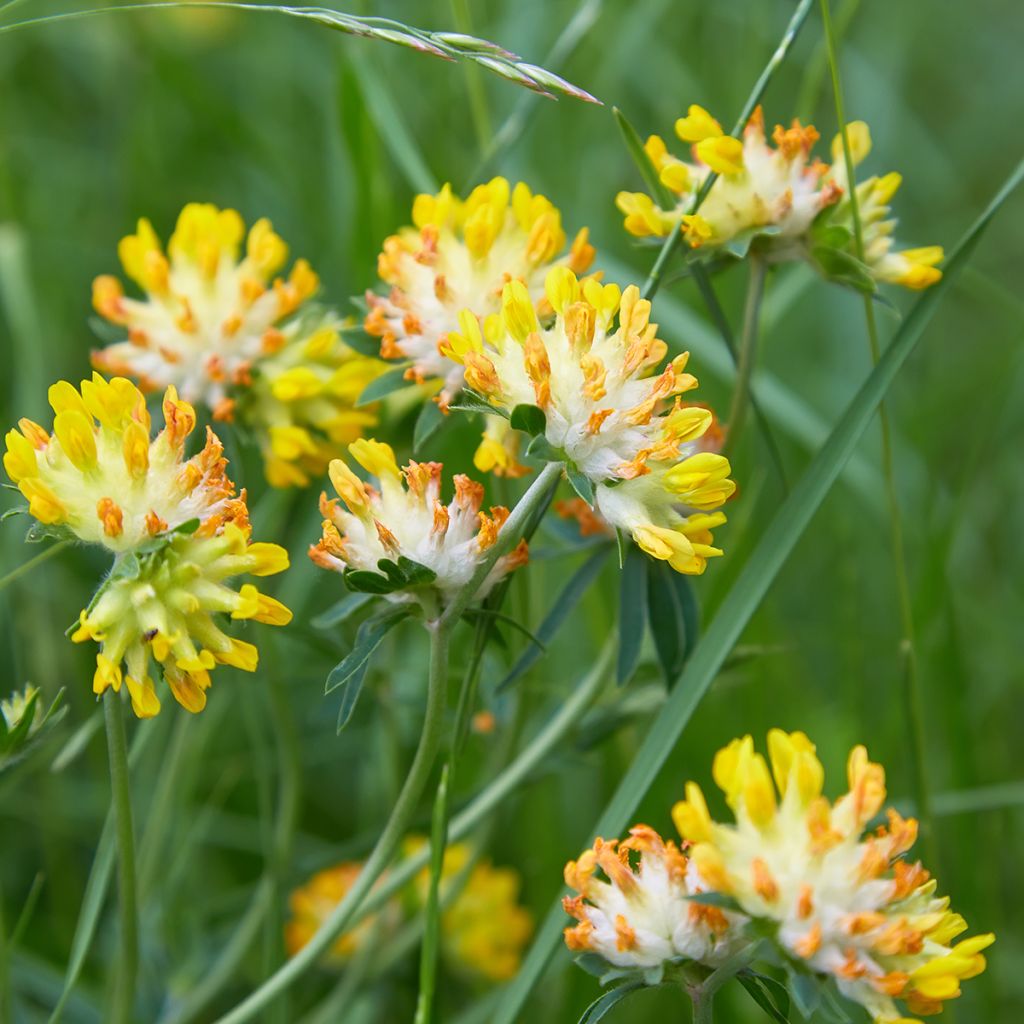 Anthyllis vulneraria - Gewöhnlicher Wundklee