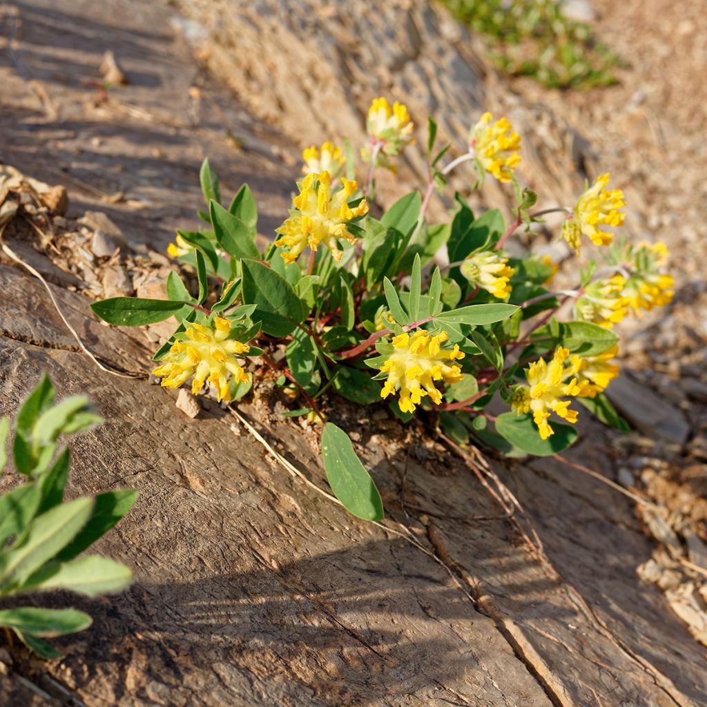 Anthyllis vulneraria - Gewöhnlicher Wundklee