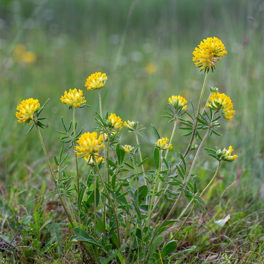 Anthyllis vulneraria - Gewöhnlicher Wundklee