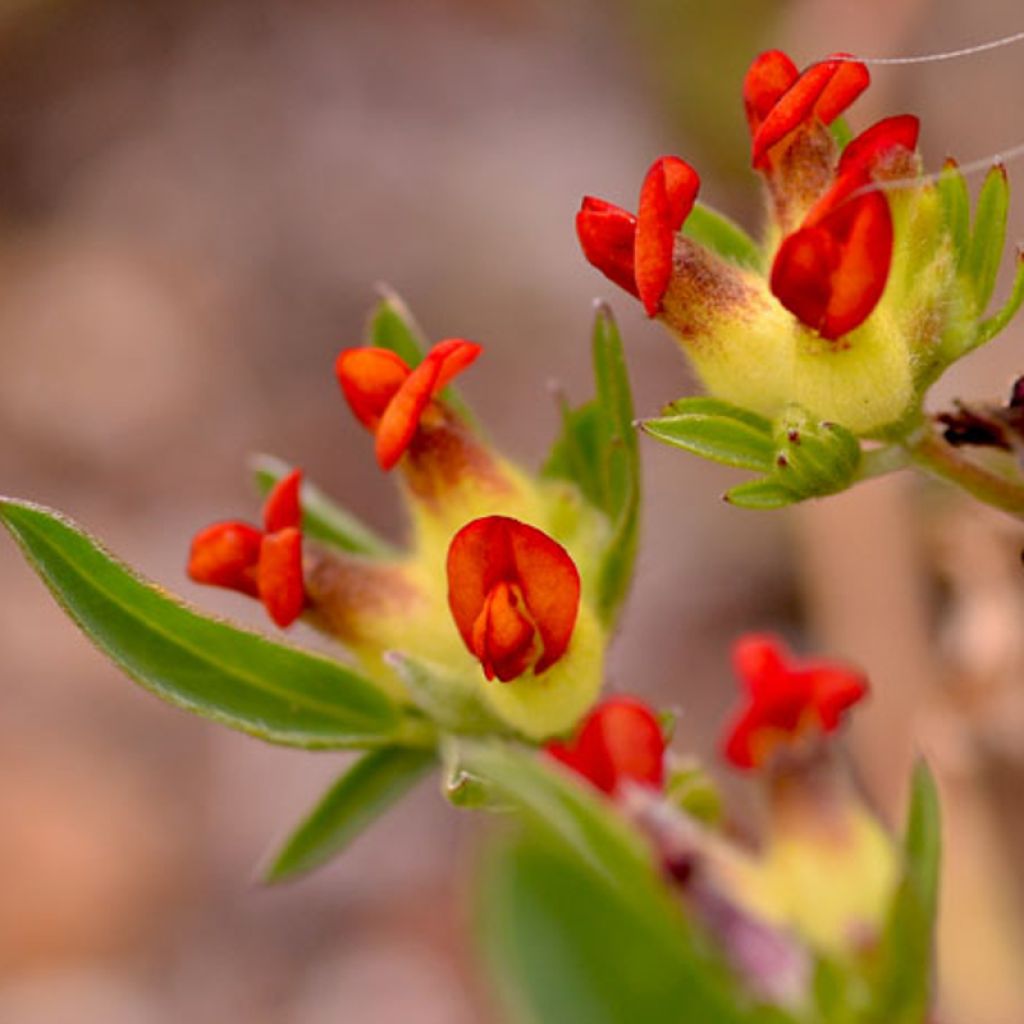 Anthyllis vulneraria var. coccinea - Gewöhnlicher Wundklee