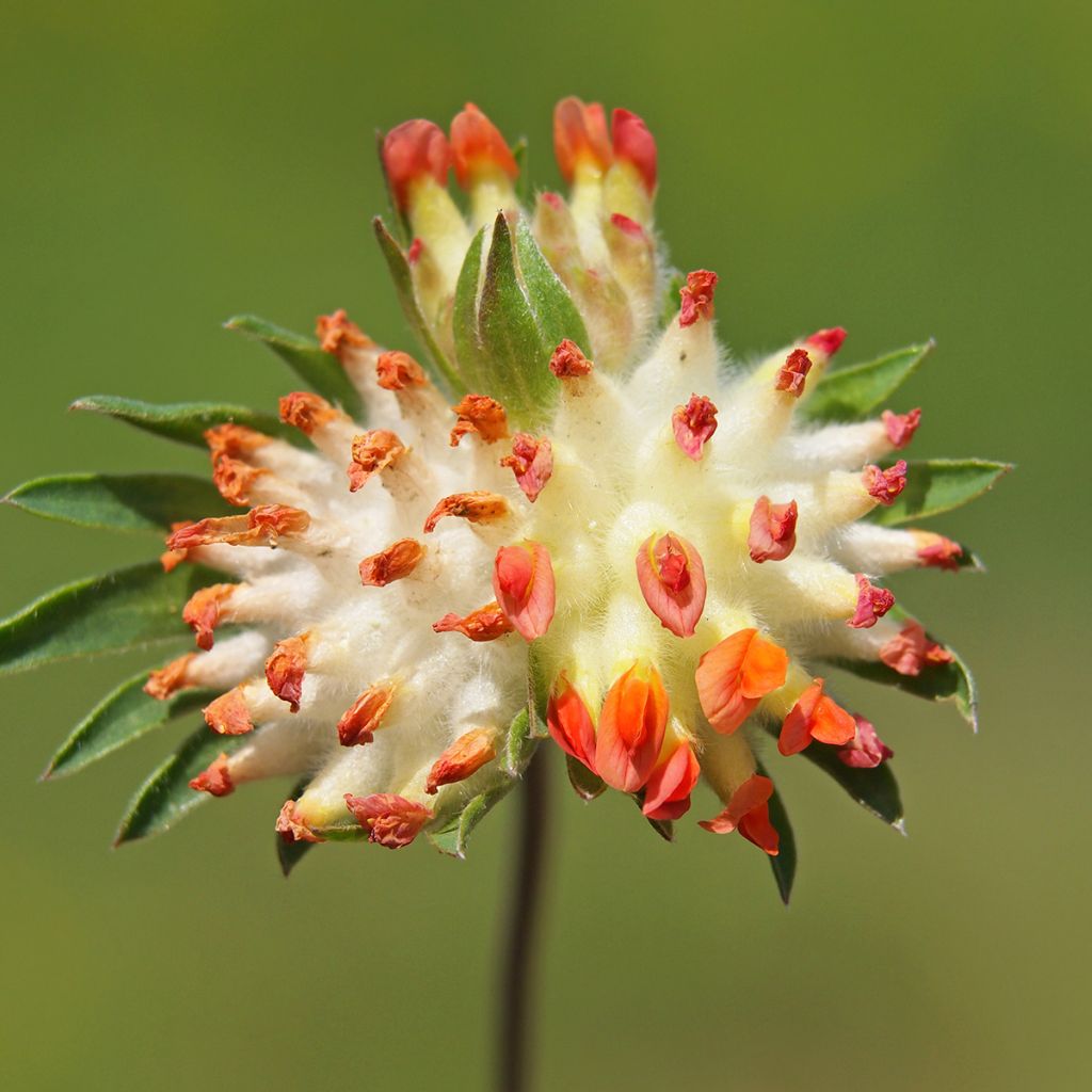 Anthyllis vulneraria var. coccinea - Gewöhnlicher Wundklee