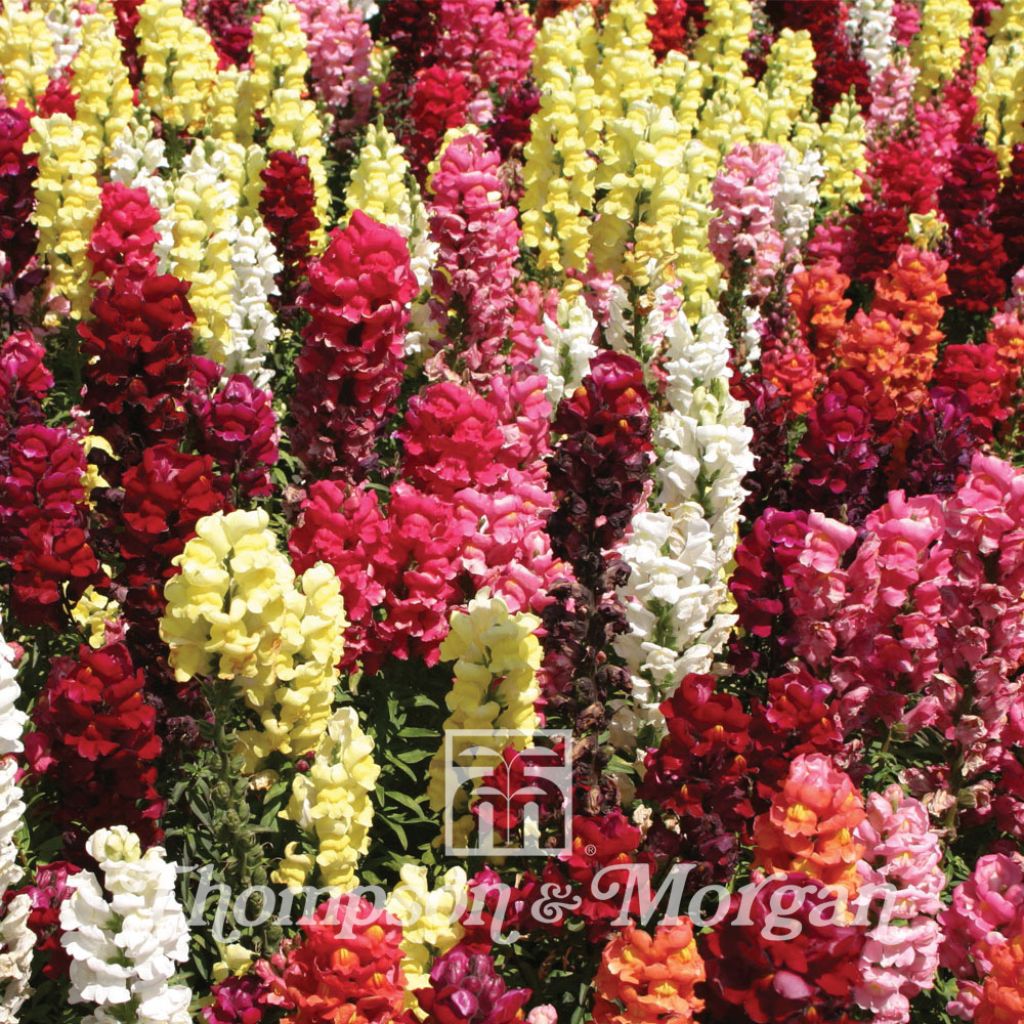 Löwenmäulchen Nanum Dwarf Bedding Mixed (Samen) - Antirrhinum