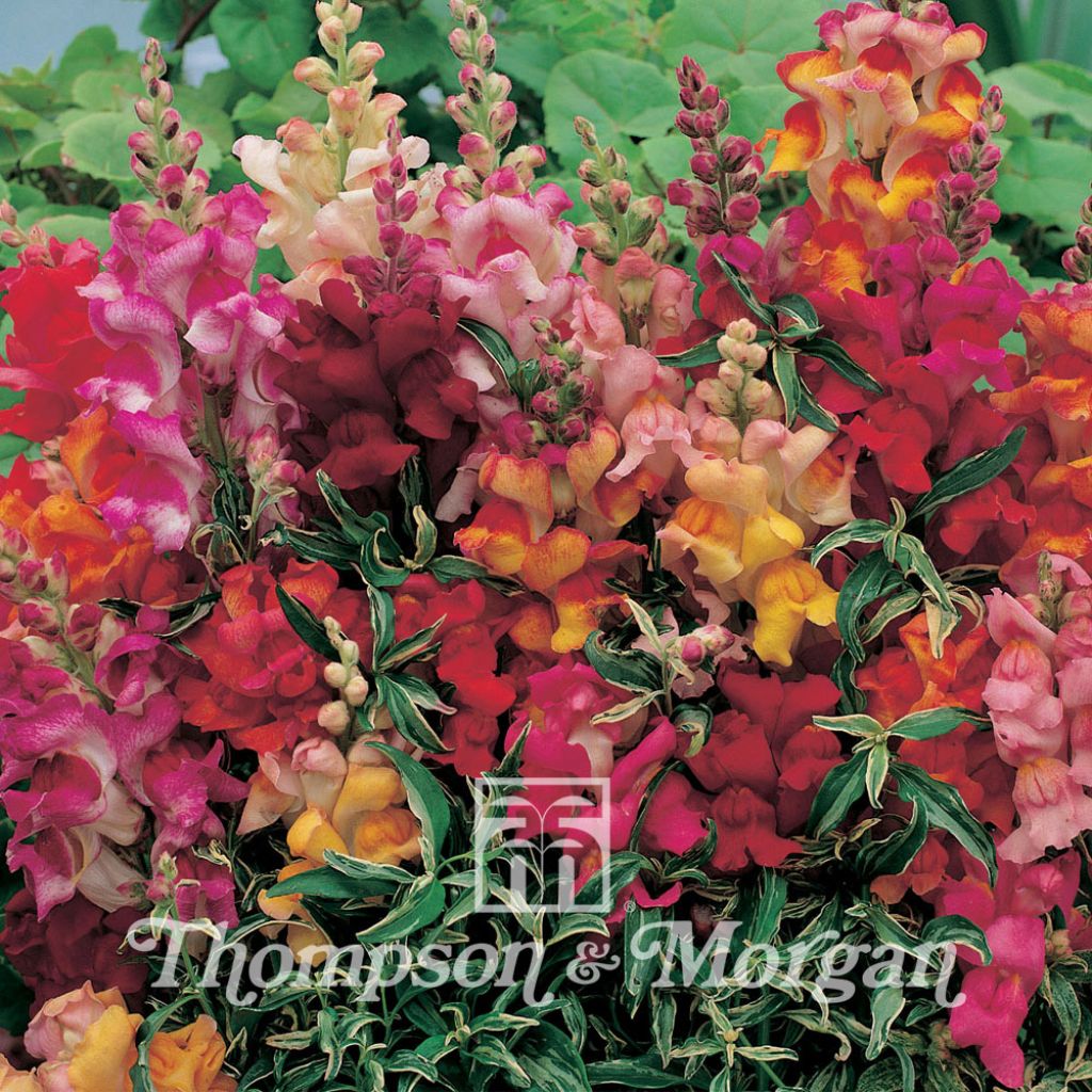 Graines de Muflier nain Frosted Flames - Antirrhinum nanum