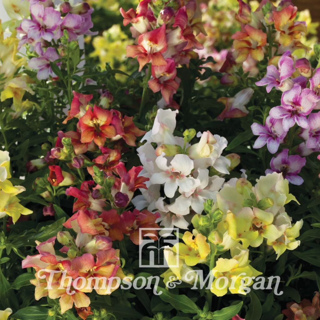 Löwenmäulchen Reminiscent Mixed F1 Hybrid (Samen) - Antirrhinum