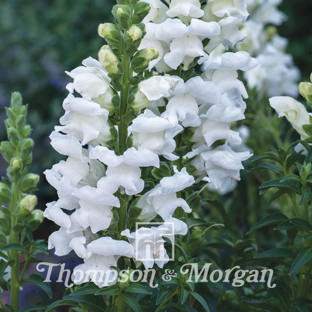 Löwenmäulchen Royal Bride (Samen) - Antirrhinum